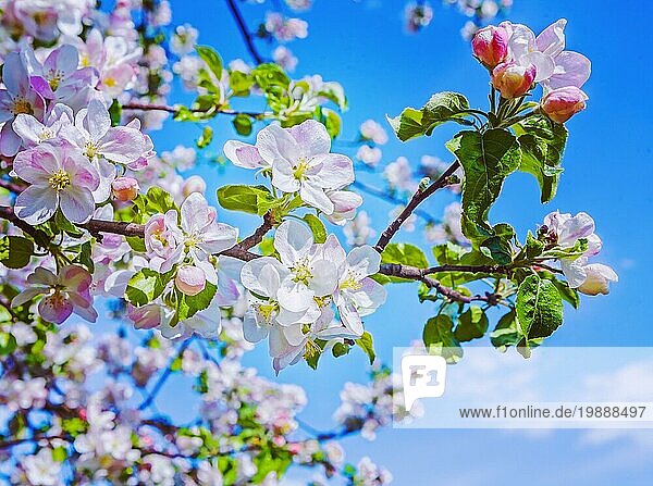 Blüte des Apfelbaums floralen Hintergrund instagram Stil