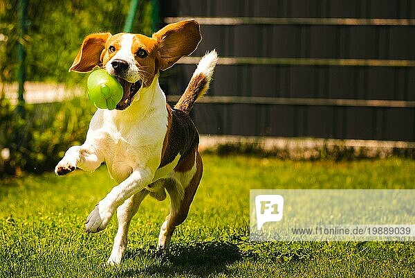 Beagle Hund Spaß im Garten im Freien laufen und springen mit Ball in Richtung Kamera. Hund Hintergrund. Kopieren Raum