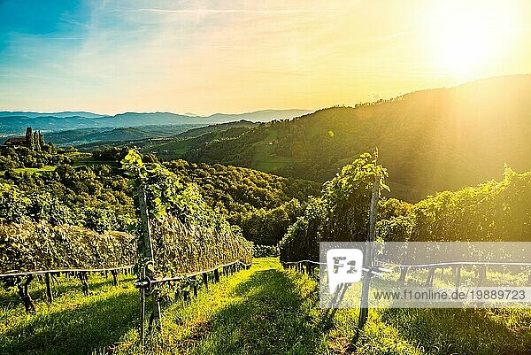 Landschaftsansicht eines Weinbergs auf einem österreichischen Weingut in Kitzeck im Sausal Leibnitz. Touristisches Ziel