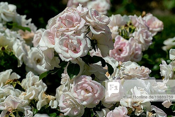 Schöne Nahaufnahme von mehreren weißen Rose Blütenköpfe der deutschen Bodendecker Rose Aspirin mit Bokeh Hintergrund und detaillierte Blütenblätter