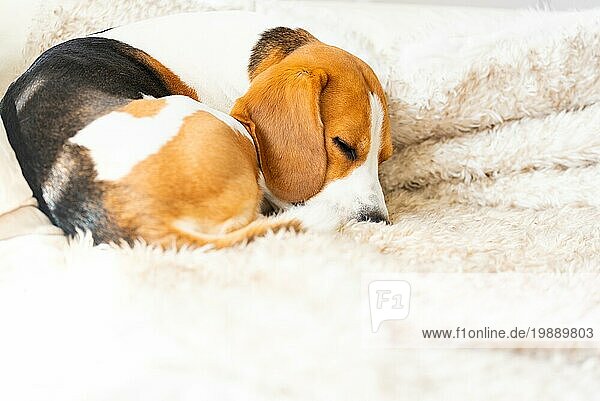 Beagle Hund müde schläft auf einem gemütlichen Sofa  Couch  Decke Hund themed Hintergrund