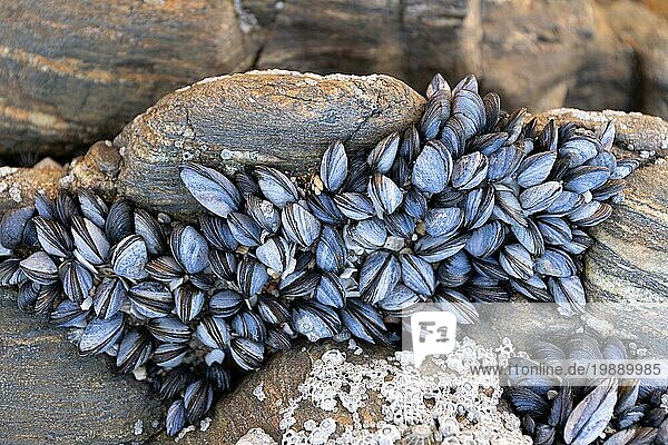 Gruppe von Miesmuscheln (Mytilus edulis) auf Felsen  die bei Ebbe natürlich auf Strandfelsen wachsen