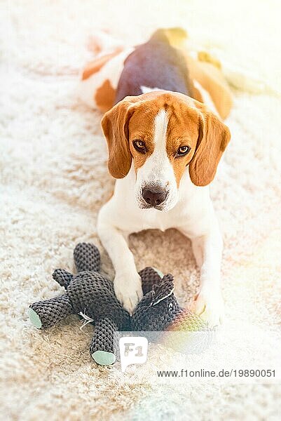 Beagle Hund mit einem Eulenspielzeug auf einem Teppich  der in Richtung Kamera schaut. Bearbeitetes Foto