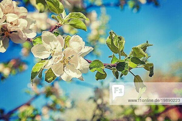 Apfelbaum Blüte blumigen Hintergrund instagram Stil