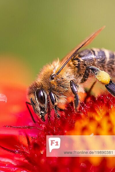 Nahaufnahme einer Honigbiene  die Pollen von einer roten Blüte sammelt. Biene ein die grüne Unschärfe Hintergrund