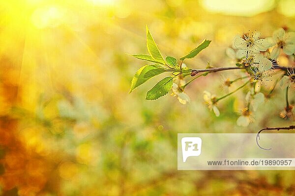 Sunny Ansicht Zweig der blühenden Kirschbaum mit grünen Blättern selektiven Fokus instagram Stil