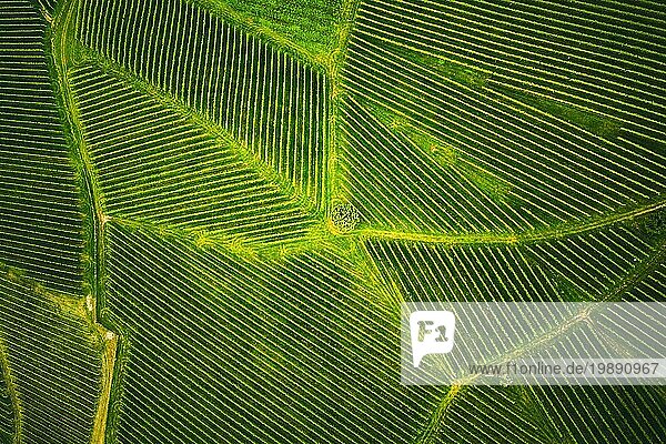 Luftaufnahme eines Weinbergs mit Weinstöcken in der Südsteiermark  Österreich. Toskana ähnliche Landschaften