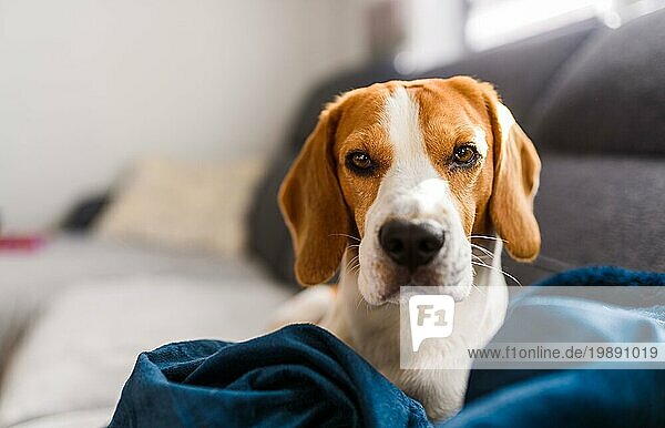 Beagle Hund traurige Augen große Nase. Porträt  Raum kopieren. Haustier zu Hause