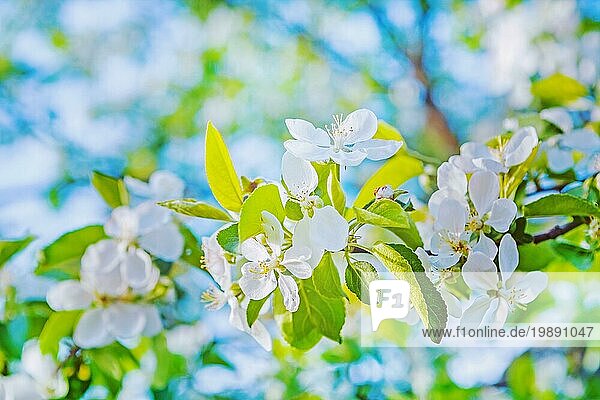 Hell Blick auf Blüte des Kirschbaums instagram Stil