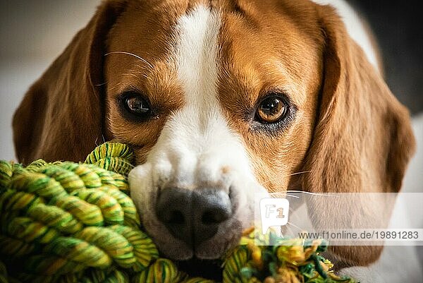 Beagle Hund beißt und kaut auf Seilknoten Spielzeug auf einer Couch. Blick in die Kamera. Nahaufnahme