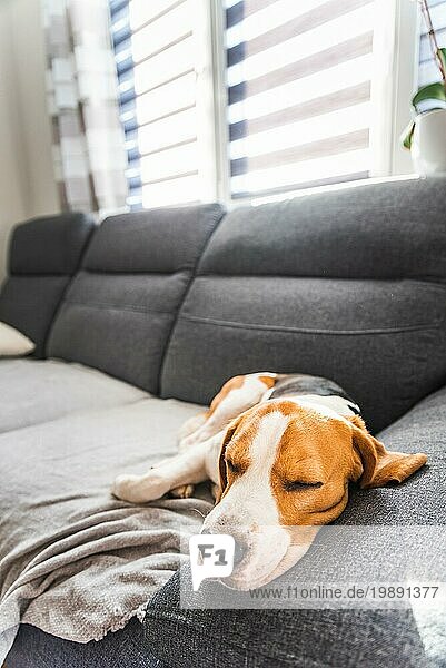 Beagle Hund müde schläft auf einer gemütlichen Couch in lustige Position. Adorable hündischen Hintergrund