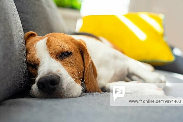 Beagle Hund müde schläft auf einer gemütlichen Couch in lustige Position. Adorable Hund Hintergrund drinnen