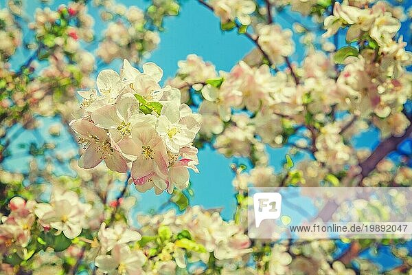 Floral Ansicht Blüte des Apfelbaums auf unscharfen Himmel Hintergrund instagram stile