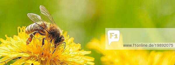 Honigbiene  bedeckt mit gelbem Pollen  sammelt Nektar von einer Löwenzahnblüte. Wichtig für die ökologische Nachhaltigkeit der Umwelt. Raum kopieren