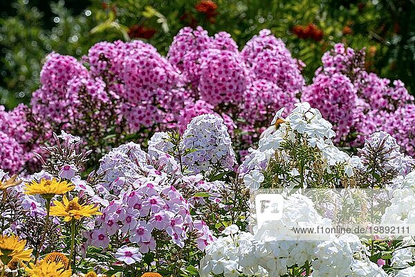 Drei Farben von weißem und rosa Phlox in voller Blüte in einem Sommergarten