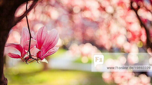 Blühender Magnolienbaum im Frühling  schöne rosa Blüten