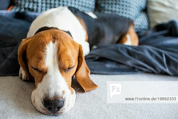 Beagle Hund Porträt. Müde Hund schläft auf einem gemütlichen Sofa. Hund themed Hintergrund