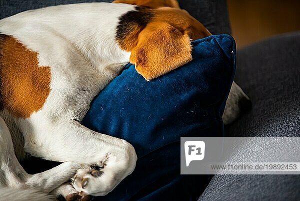 Beagle Hund müde schläft auf einem gemütlichen Sofa in Fanny Position. Hund Hintergrund Thema