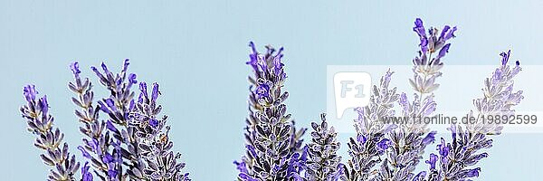 Lavendel (Lavandula) Blumen Panorama. Pflanzen  alternative Therapie Panoramabanner