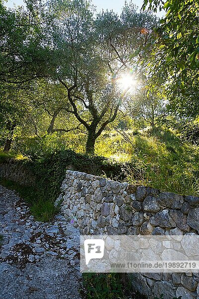 Schöne Landschaft in Italien: Olivenbäume  Steinmauer und Sonnenaufgang. Niemand