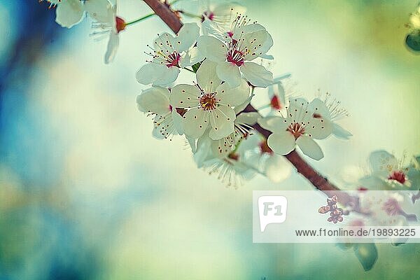 Einzelne Zweig der blühenden Kirschbaum mit weißen Frühlingsblumen instagram Stil