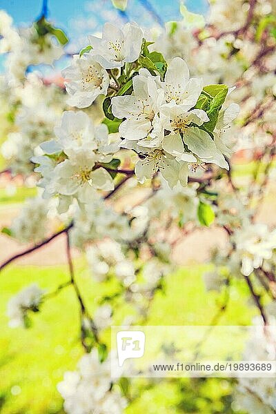 Nahaufnahme auf Zweig der blühenden Apfelbaum mit weißen Blumen floralem Hintergrund instagram Stil