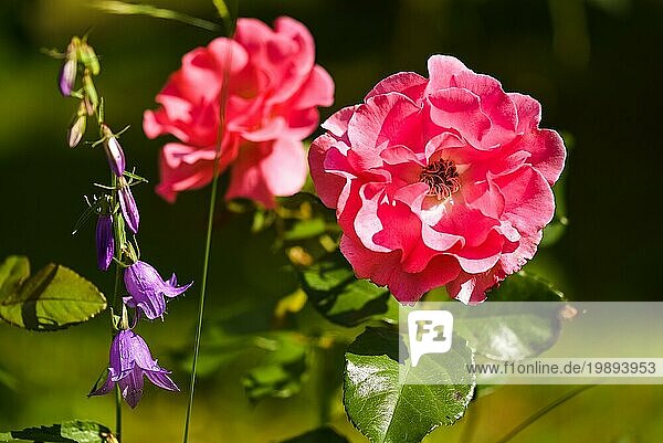 Rosa rote Rose Blume sonnigen Tag auf unscharfen Hintergrund grün vertikale Foto. Selektiver Fokus