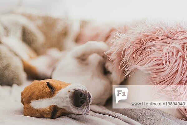 Hund schlafend auf einem Sofa auf dem Rücken Beagle Hund im Haus drinnen Hintergrund