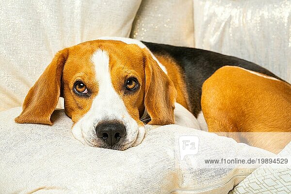Beagle Hund schläft ein und ruht sich aus. Hund ruht seinen Kopf auf Kissen auf dem Sofa. Hintergrund drinnen