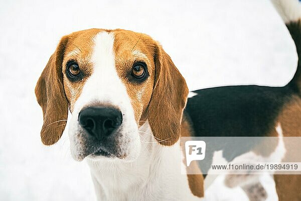 Beagle steht im Freien gegen weißen hellen Schnee und schaut in die Kamera. Hundehintergrund