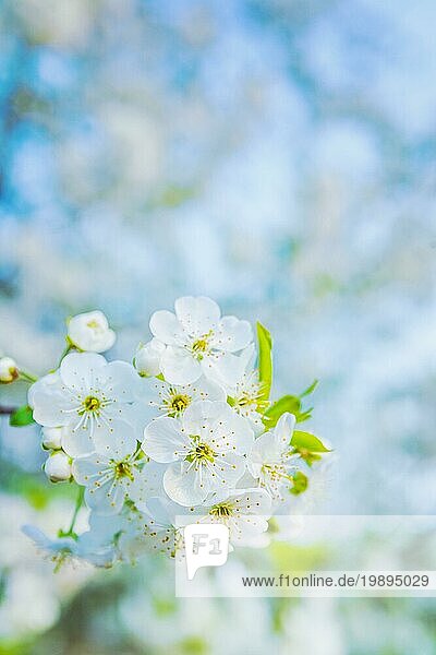 Kleiner Zweig der blühenden Kirschbaum auf unscharfen Hintergrund instagram Stil