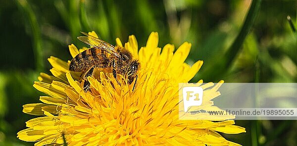 Honigbiene  bedeckt mit gelbem Pollen  sammelt Nektar von einer Löwenzahnblüte. Wichtig für die ökologische Nachhaltigkeit der Umwelt. Raum kopieren