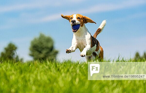 Beagle Hund Spaß im Garten im Freien laufen und springen mit Ball in Richtung Kamera. Hund Hintergrund  Kopie Raum