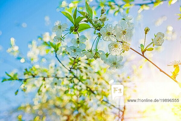 Blüte des Kirschbaums kleinen Zweig mit Flovers auf unscharfen Himmel Hintergrund mit suun instagram stile