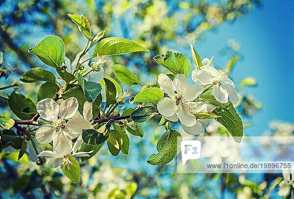 Floral Hintergrund Zweig der blühenden Apfelbaum mit weißen Blumen instagram Stil