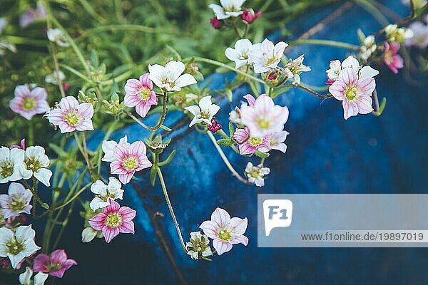 Süße frische Blumen in einem blaün Topf  Frühling im eigenen Garten
