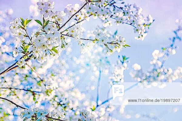 Blühende Zweig der Kirschbaum auf unscharfen Hintergrund mit abstrakten Farben instagram Stil