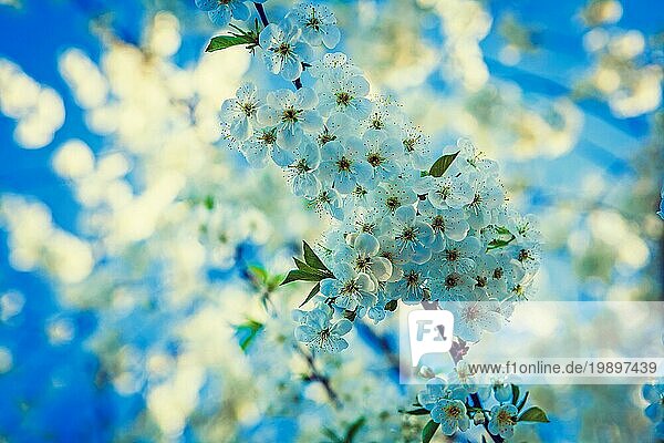 Kleiner Zweig des Kirschbaums mit weißen Blumen floralen Hintergrund inatagram stile