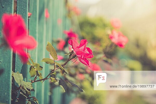 Schöne rote Blume im Hinterhof  Bokeh Hintergrund und Abendsonne
