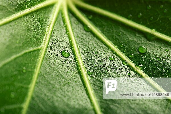 Hintergrund von Regentropfen auf einem frischen grünen Blatt Makro. Makroaufnahme