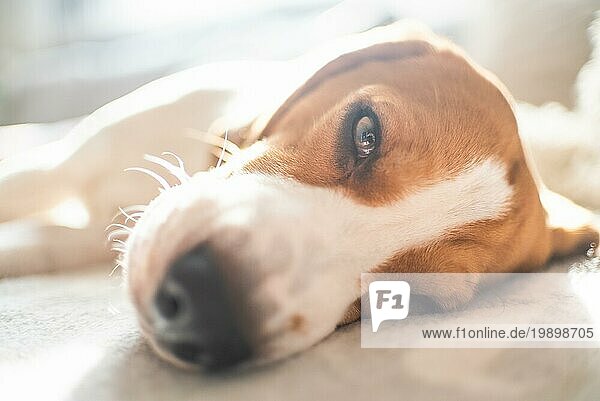 Beagle Hund müde schläft auf einem gemütlichen Sofa  Couch  Sonne fällt durch Fenster Hund themed Hintergrund