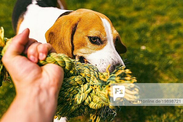 Hund Beagle Zieht ein Seil und Tauziehen Spiel mit Besitzer. Hundehintergrund