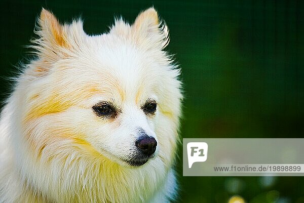 Deutscher Spitz Hund Porträt. Pomeranian Hund im Freien an einem sonnigen Tag. Kleiner Hund im Garten