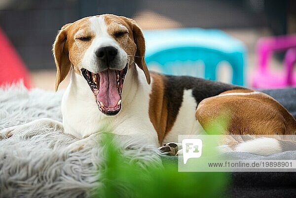 Beagle Hund auf einem Sofa im Freien Gähnen mit herausgestreckter langer Zunge. Gesundheit des Hundes