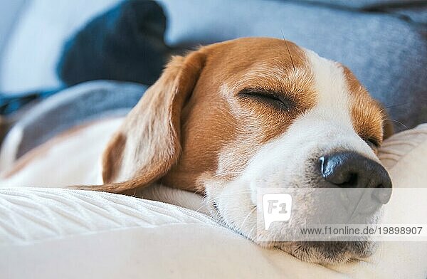 Beagle Hund schläft müde auf einem Sofa