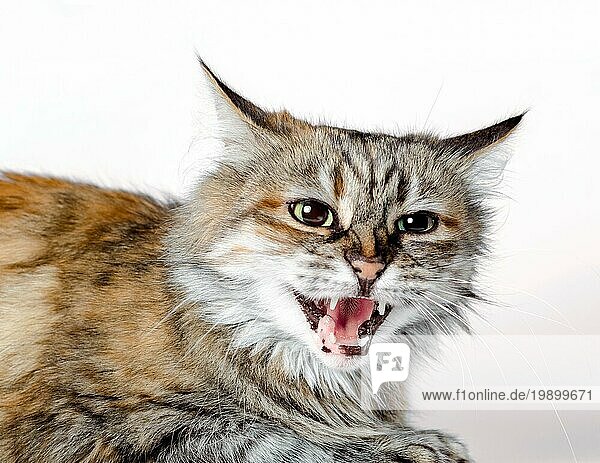 Aggressive wütende rothaarige Katze mit offenem Maul vor weißem Hintergrund