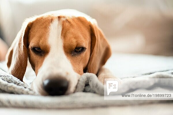 Beagle Hund müde schläft auf einem gemütlichen Sofa  Couch  Decke