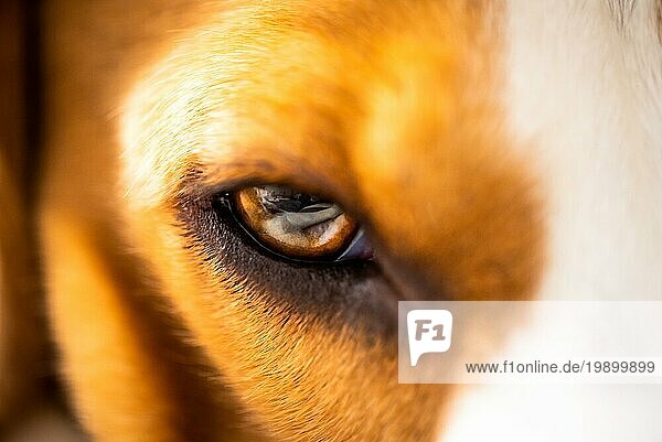 Eine Nahaufnahme des Hundeauges eines Beagles. Schöne bunte Makroaufnahme. Selektiver Fokus Hintergrund