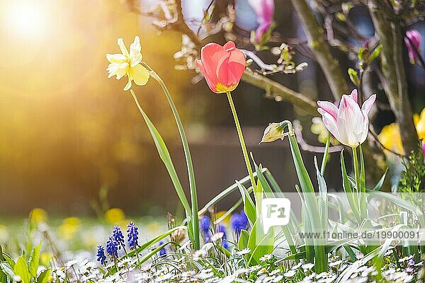 Schöne Frühlingsblumenlandschaft mit bunten Blüten und Tulpen