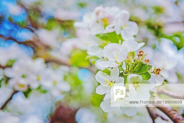 Blüte des Apfelbaums auf verry verschwommenen Hintergrund Instagram Stil